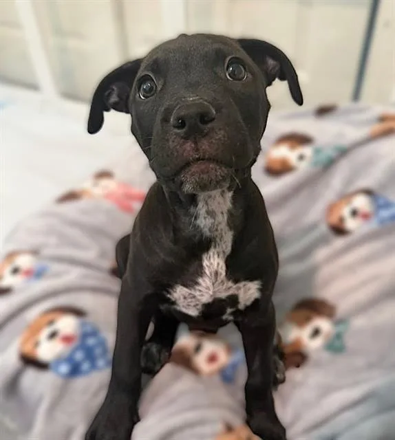 A baby small-sized female Pit Bull Terrier dog named Harlow for adoption in Sacramento, CA