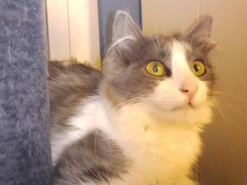 Maths: Hypotenuse Part Of thumbnail 3