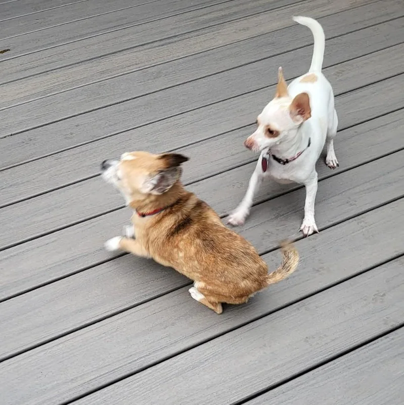 Chimiganga thumbnail 2