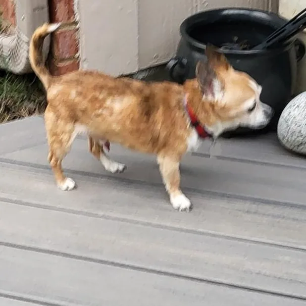 Chimiganga thumbnail 3