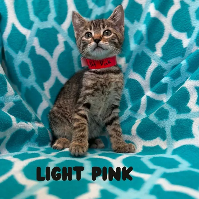 A baby small-sized female Domestic Short Hair cat named Lightning Bolt for adoption in West Olive, MI
