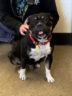 A young medium-sized male Black Pit Bull Terrier dog named Griffin for adoption in Cleveland, OH
