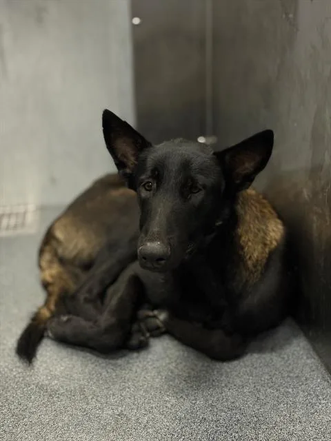 A young large-sized male Belgian Shepherd / Malinois dog named Max for adoption in Dallas, TX
