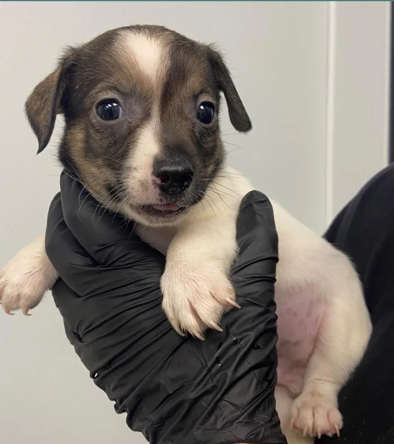 A baby small-sized male Dachshund dog named Scrat for adoption in Copiague, NY