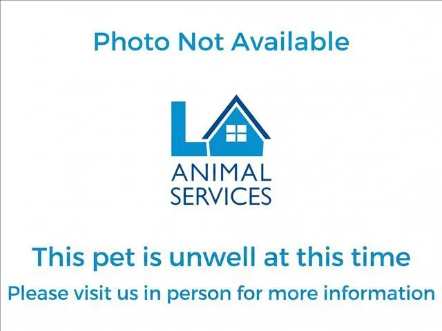 An adult large-sized male Husky dog named Lobo for adoption in Los Angeles, CA
