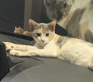 An adult small-sized female Gray & White Domestic Short Hair cat named Branch for adoption in Mooresville, NC