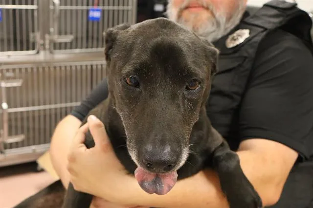 An adult large-sized female Mixed Breed dog named Sally Mae for adoption in Columbia, SC