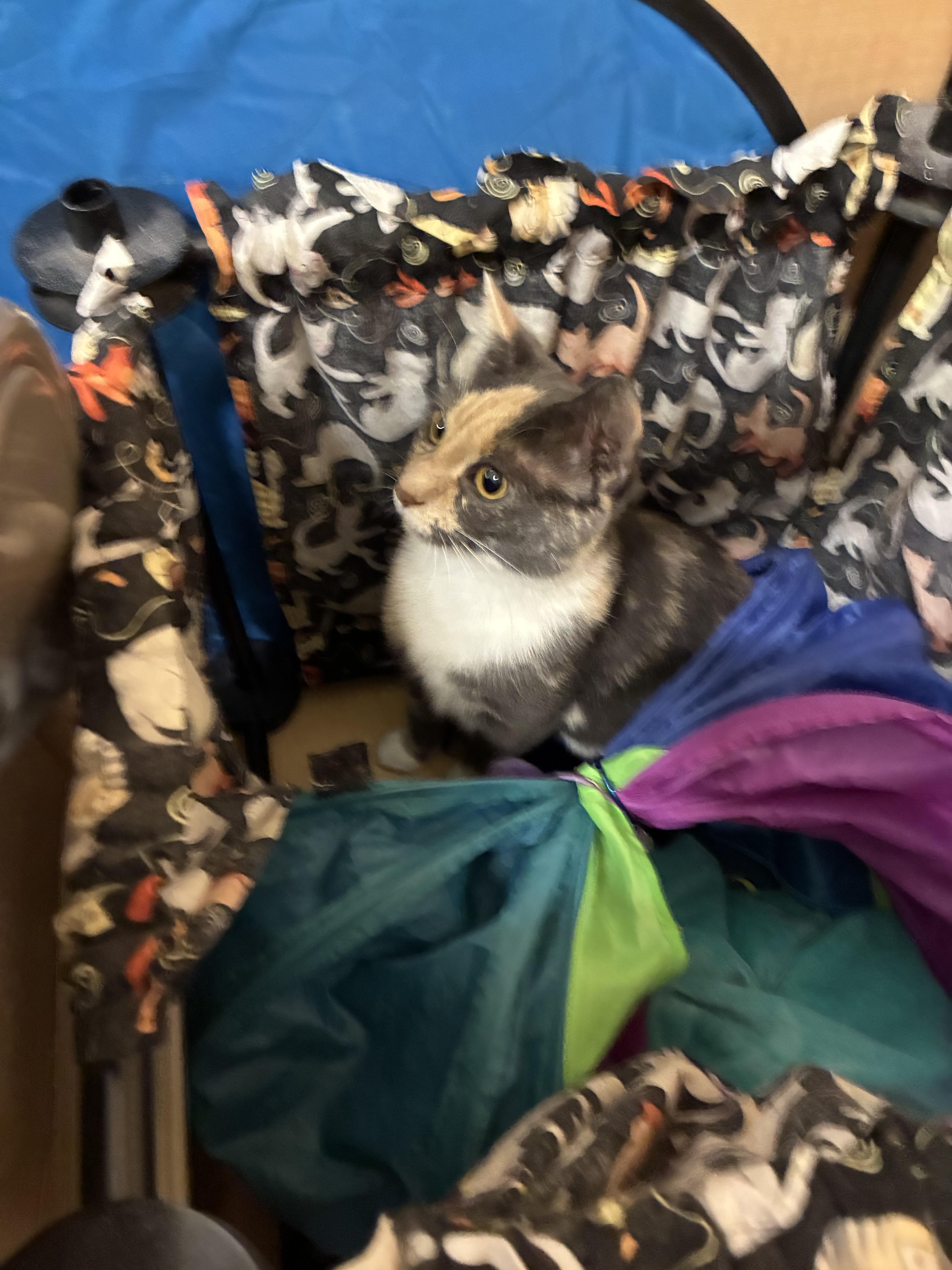 A young medium-sized female Domestic Short Hair cat named Delilah Petsmart for adoption in Kalamazoo, MI