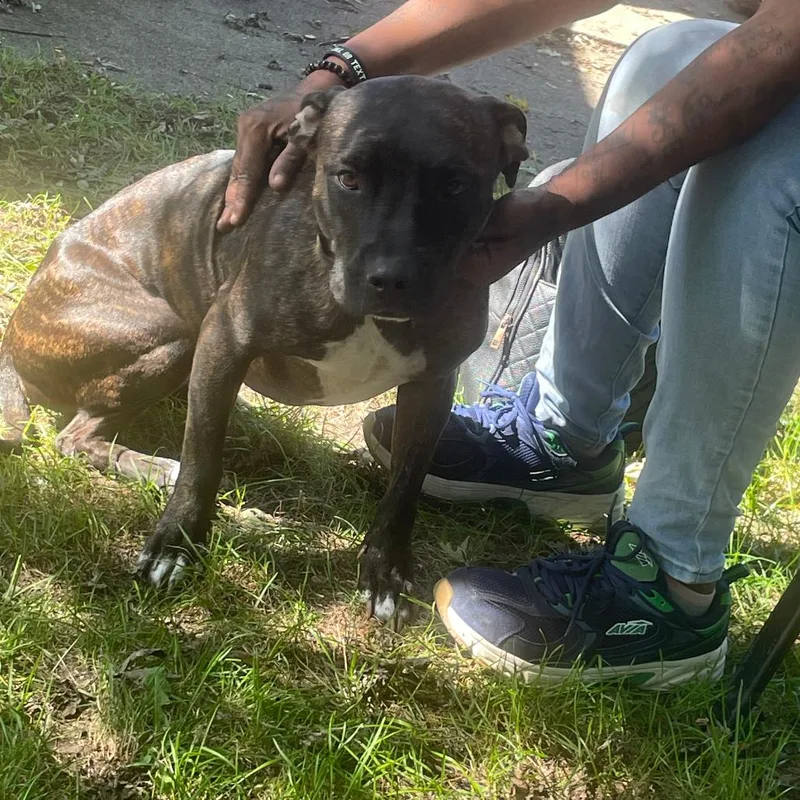 An adult medium-sized female Pit Bull Terrier dog named Gemini for adoption in Bristol, IN