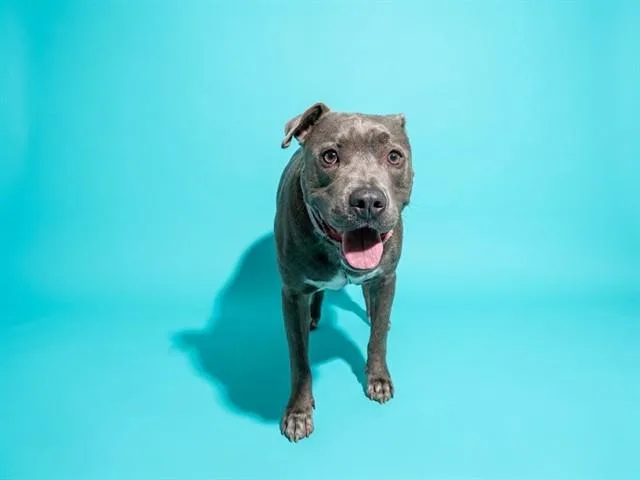 An adult medium-sized female Mixed Breed dog named Lemon Pepper for adoption in Jacksonville, FL