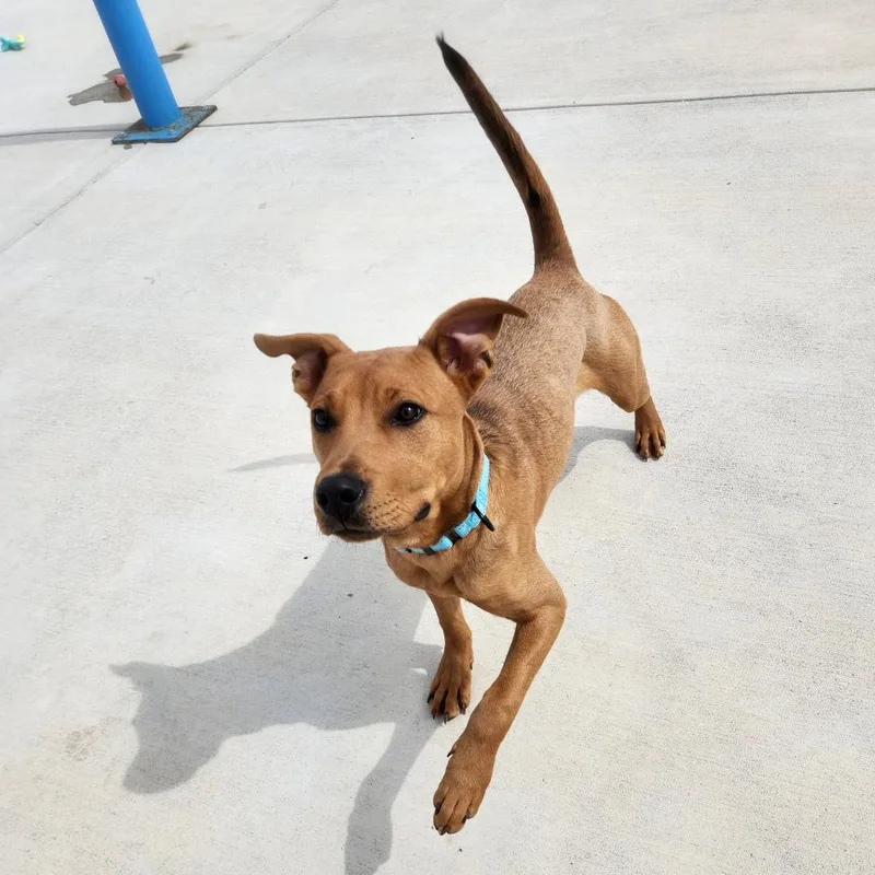 Scoobert thumbnail 2