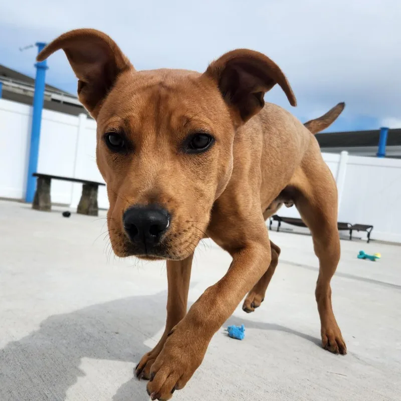 Scoobert thumbnail 3