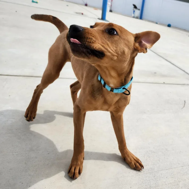 Scoobert thumbnail 4