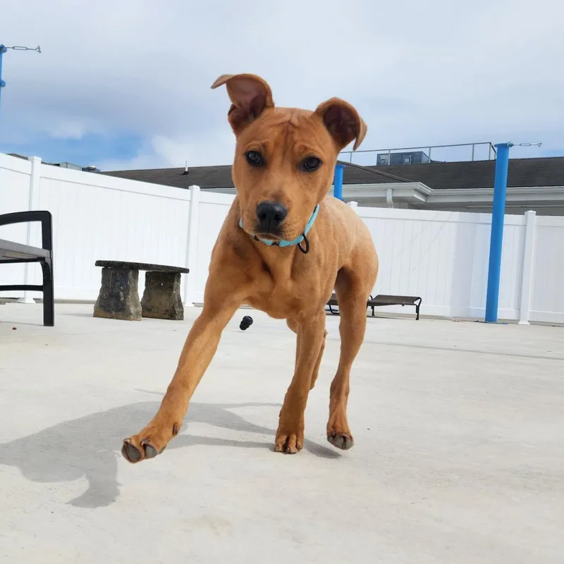 Scoobert thumbnail 5