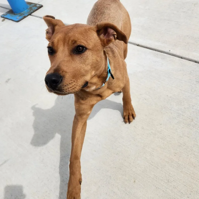 Scoobert thumbnail 6