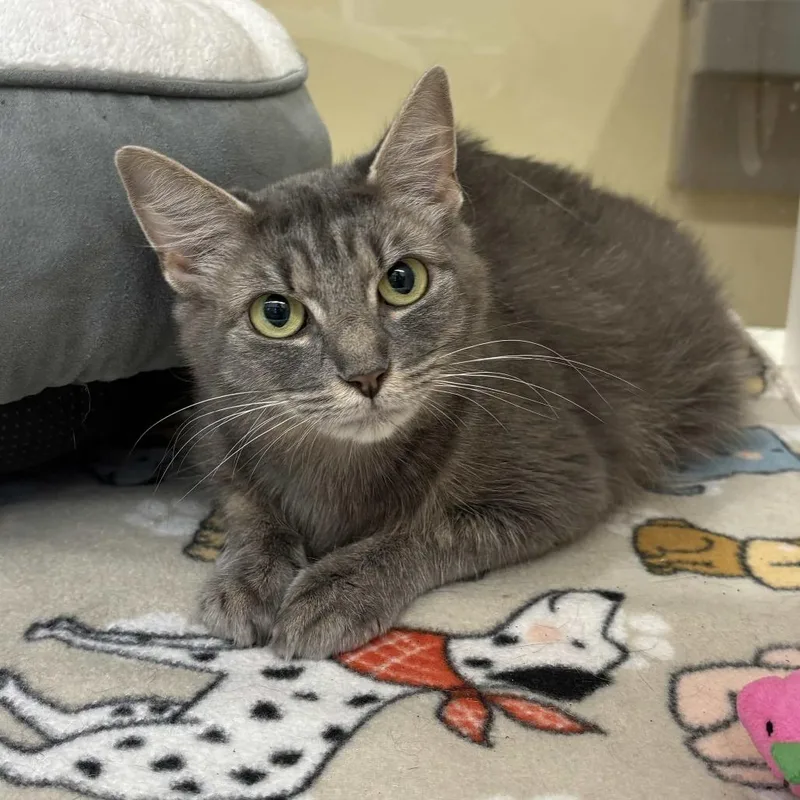 An adult medium-sized female Gray / Blue / Silver Domestic Medium Hair cat named Meredith for adoption in Beaumont, TX