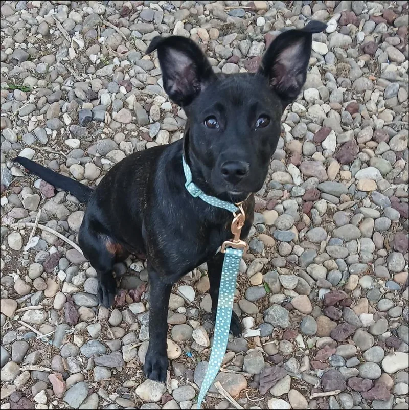 A young medium-sized female Basenji dog named Sarah for adoption in Thompson Falls, MT