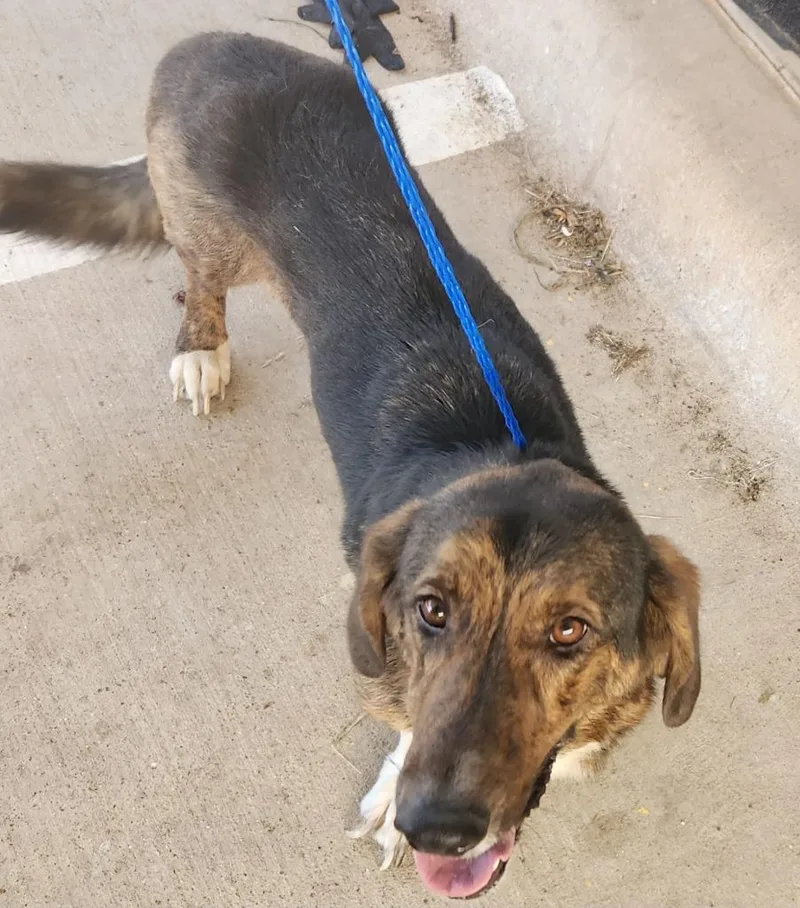 An adult medium-sized male Basset Hound dog named Bob for adoption in Belton, TX