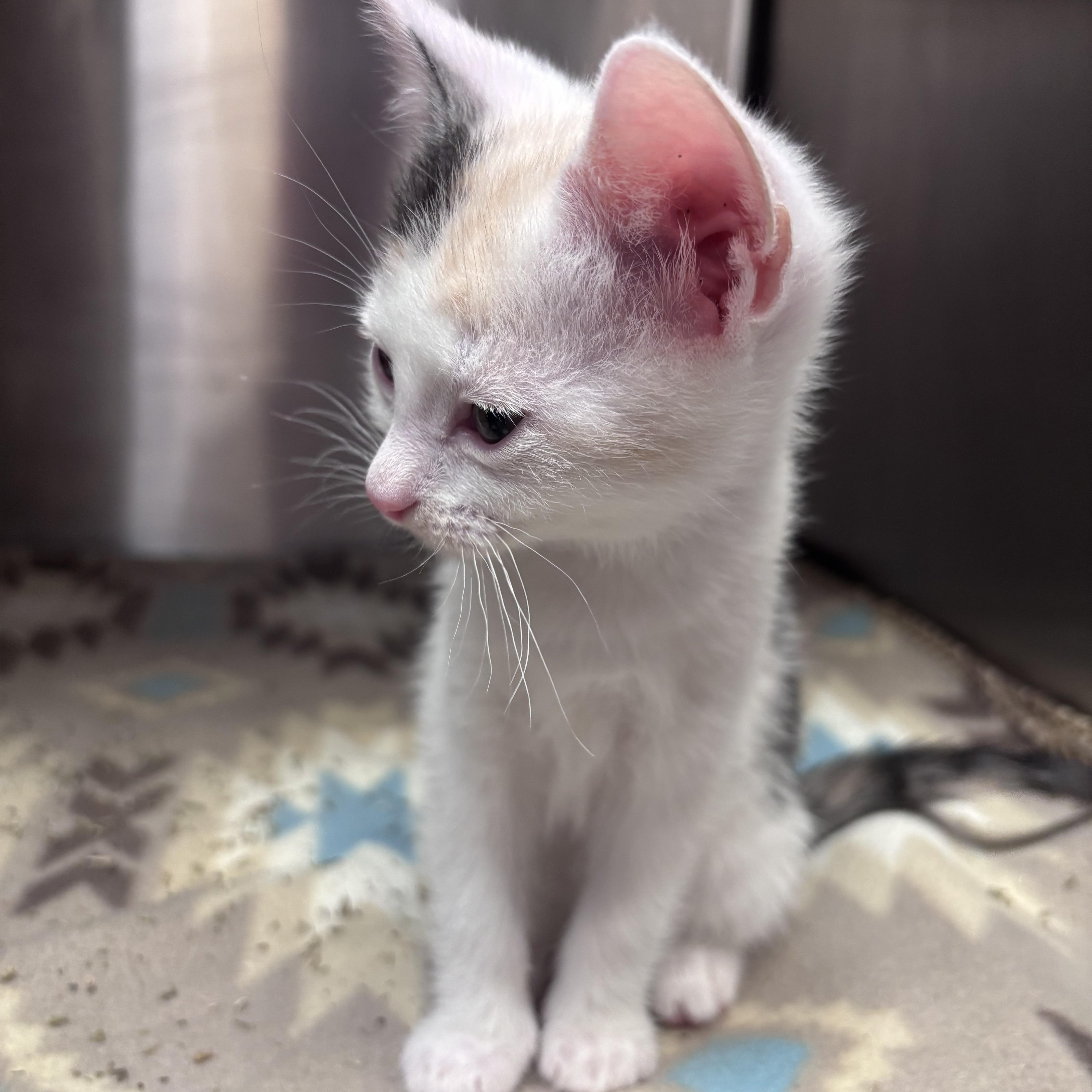 A baby medium-sized female Dilute Calico Domestic Short Hair cat named Bowtie for adoption in Acworth, GA