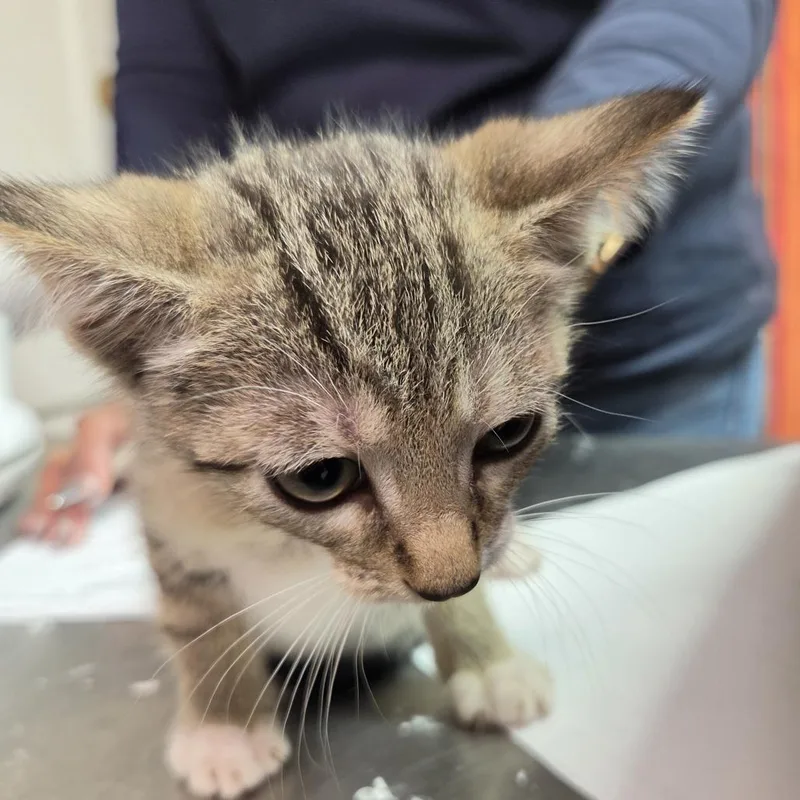 A baby small-sized male Brown / Chocolate Domestic Short Hair cat named Motor for adoption in Leander, TX