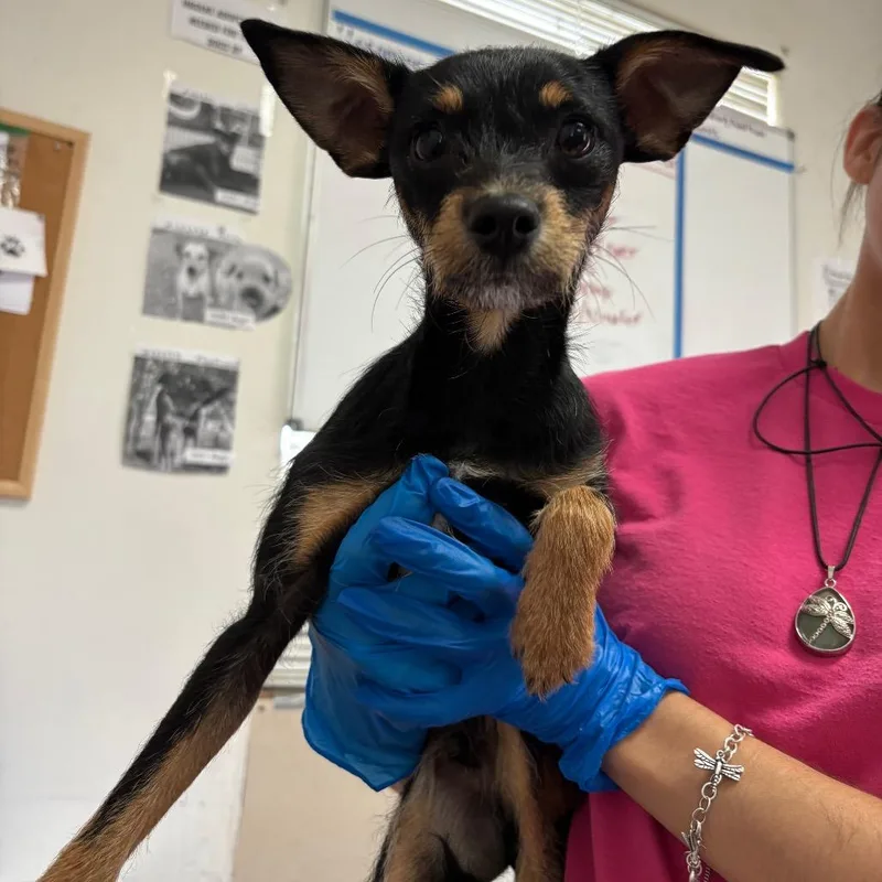 A young small-sized male Black Chihuahua dog named Scruffy for adoption in Edinburg, TX