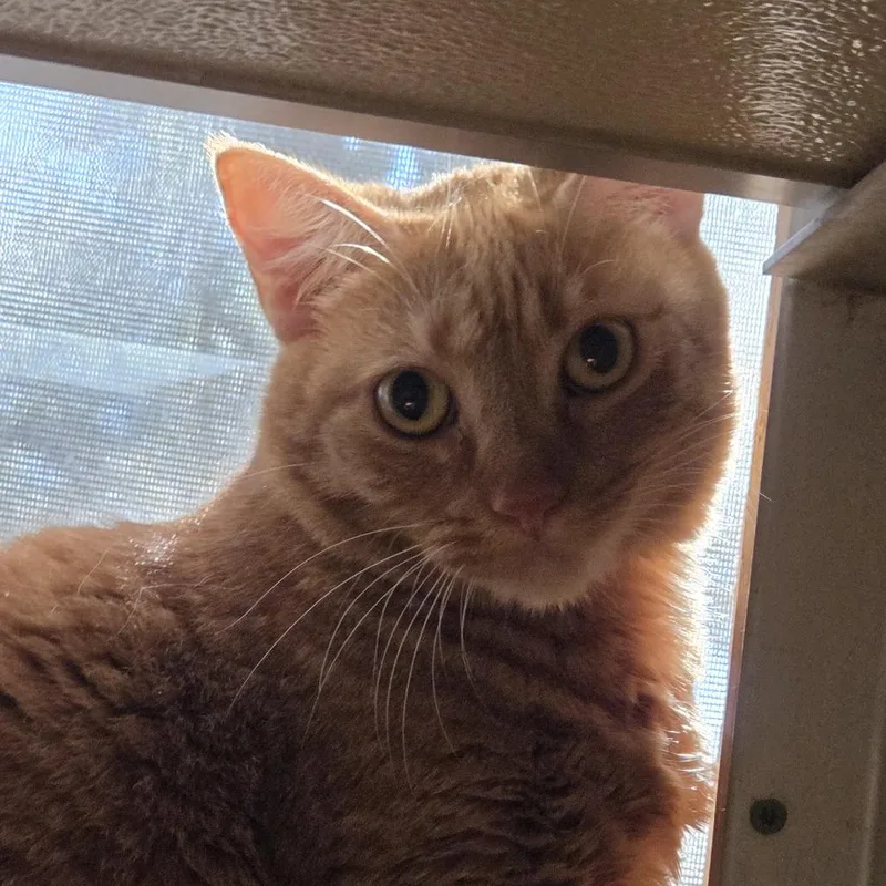 An adult large-sized female Domestic Short Hair cat named Butters FKA Nikki for adoption in Leander, TX