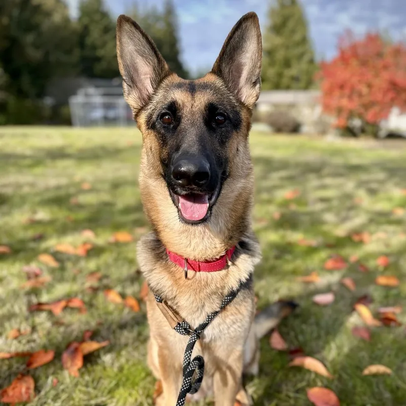 Cocobeans thumbnail 4