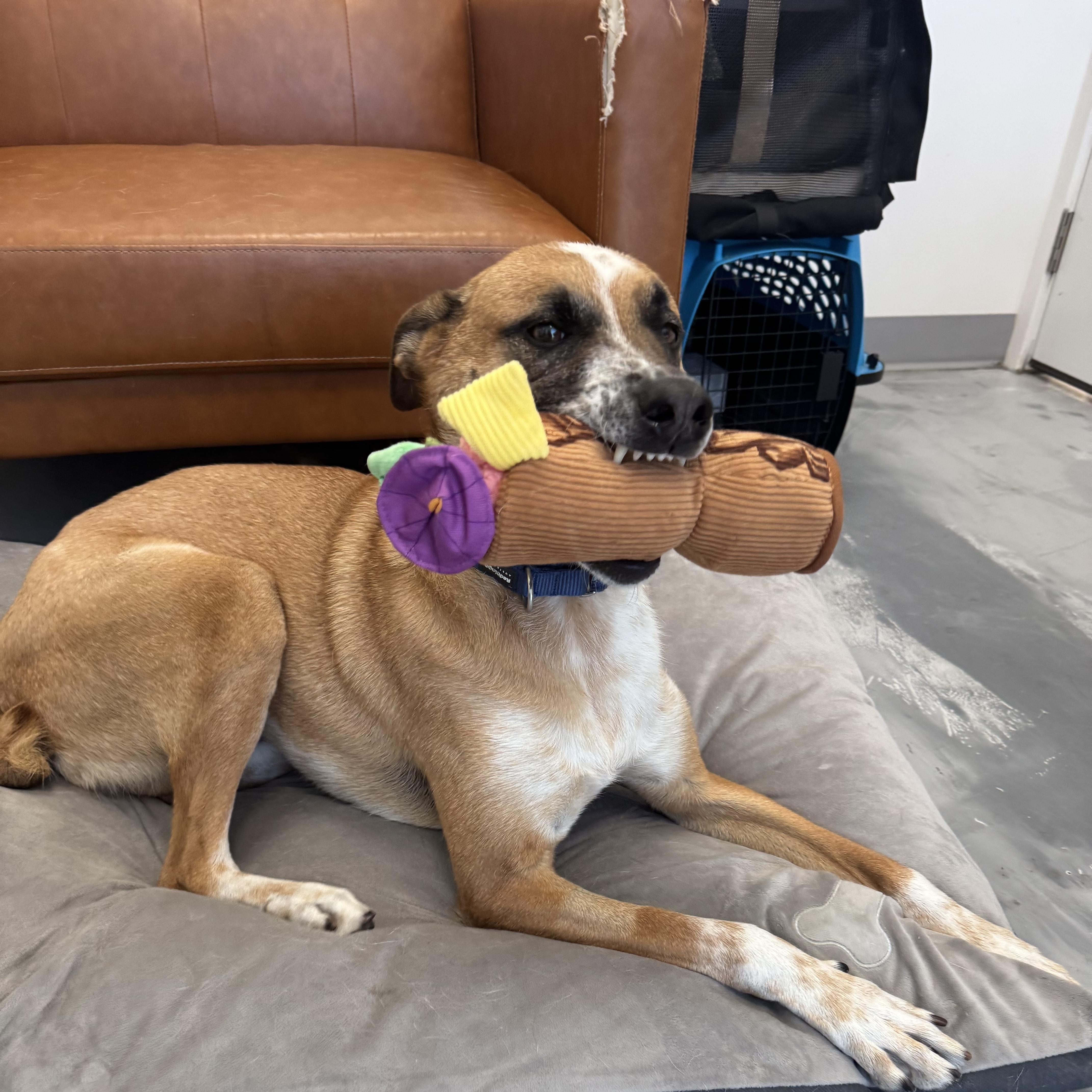 An adult medium-sized male Australian Cattle Dog / Blue Heeler dog named Cooper for adoption in Marina del Rey, CA