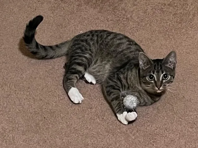 Carmen San Diego And thumbnail 2