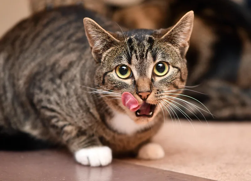 Carmen San Diego And thumbnail 3