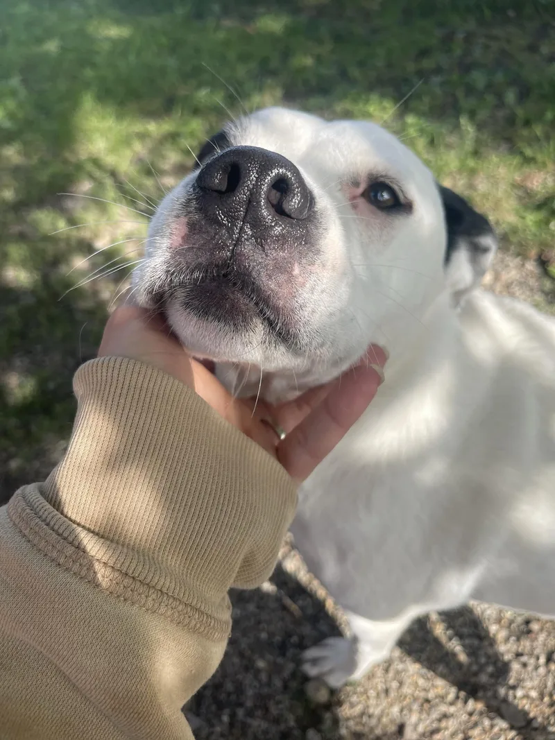 An adult medium-sized female Mixed Breed dog named Ruby Scooby Doo for adoption in Bourbonnais, IL