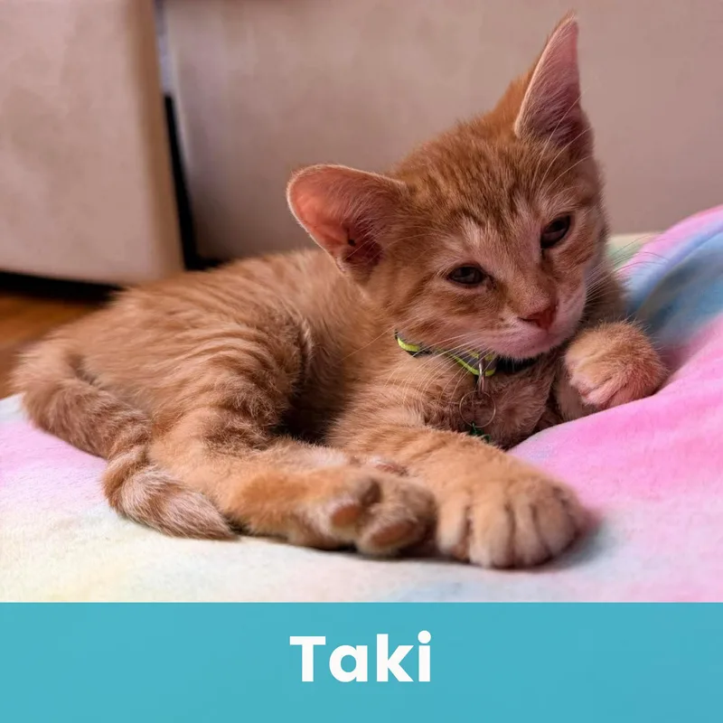 Taki thumbnail 3