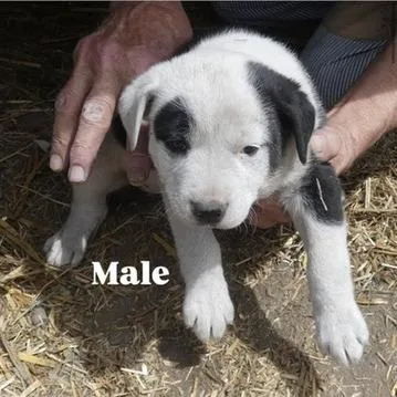 A baby large-sized male Black Shepherd dog named Peet for adoption in Tacoma, WA