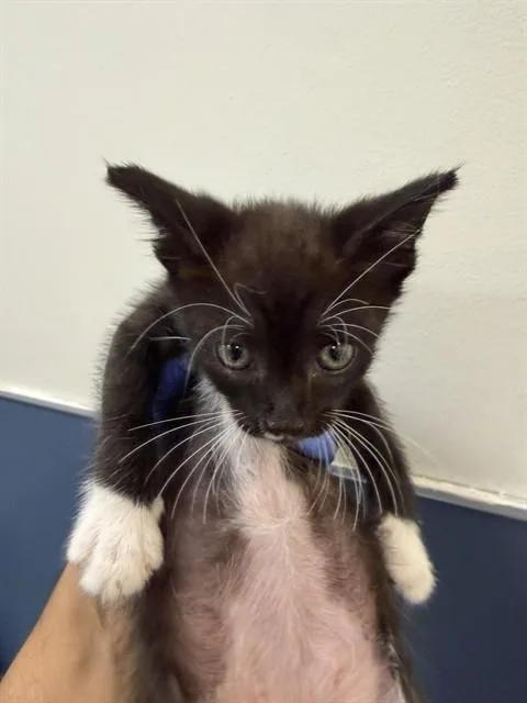 A baby small-sized male Domestic Short Hair cat named Carlo for adoption in Miami, FL
