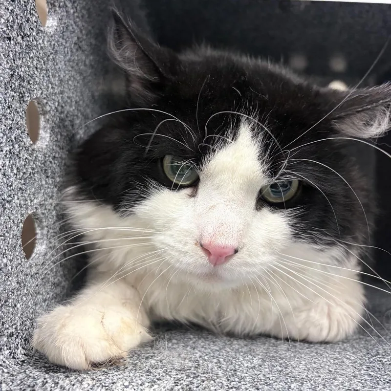 An adult medium-sized male Black Domestic Short Hair cat named Honey for adoption in Reno, NV