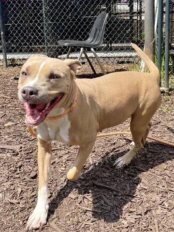 An adult large-sized female Mixed Breed dog named Amaya for adoption in Chamblee, GA