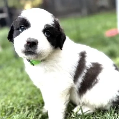 A baby large-sized female Black Saint Bernard dog named Emmy for adoption in Santa Rosa, CA