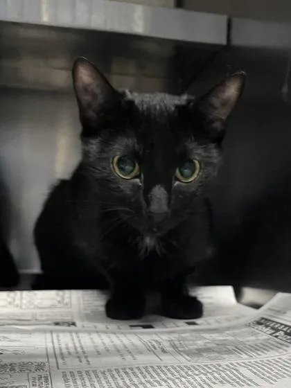 A baby medium-sized female Domestic Short Hair cat named Dodger $ for adoption in Seneca, SC
