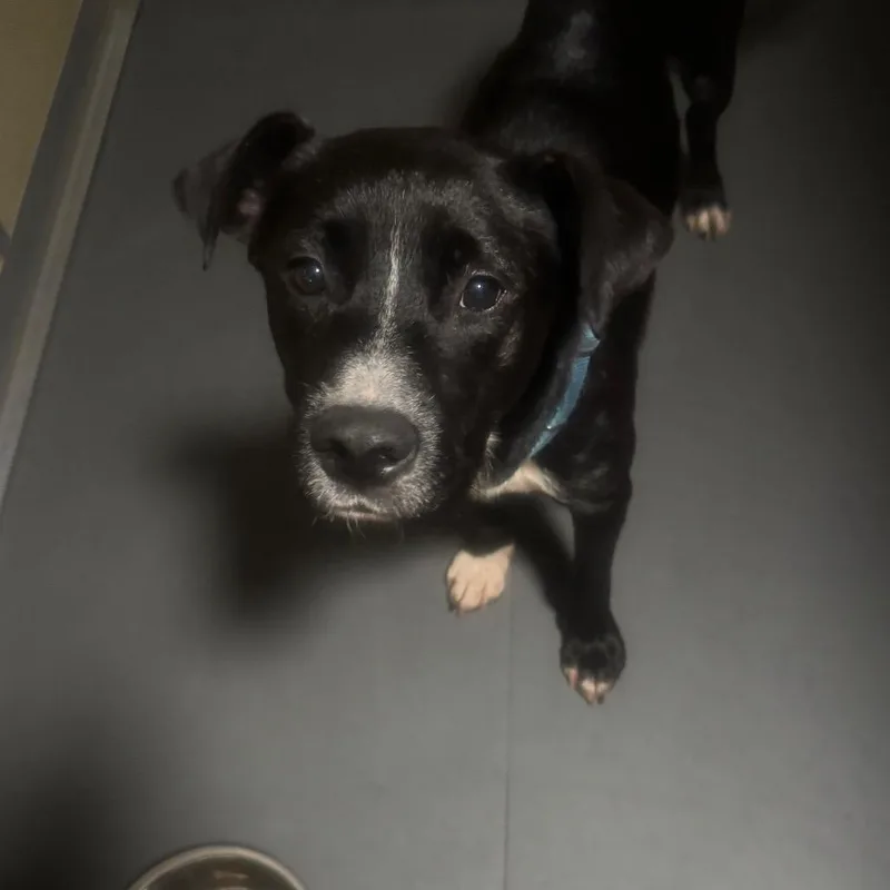 An adult medium-sized male Black Mixed Breed dog named Witt for adoption in Lenoir, NC
