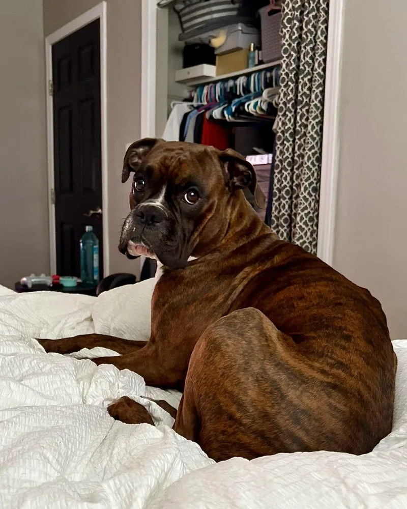 An adult large-sized male Boxer dog named Kuch for adoption in Monticello, NY