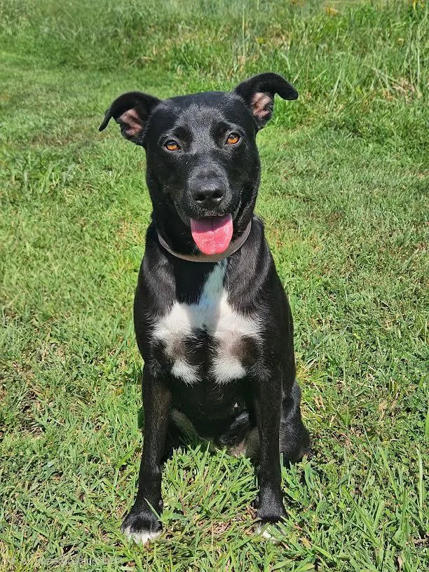 An adult medium-sized male Black Labrador Retriever dog named Angel for adoption in Chicopee, MA