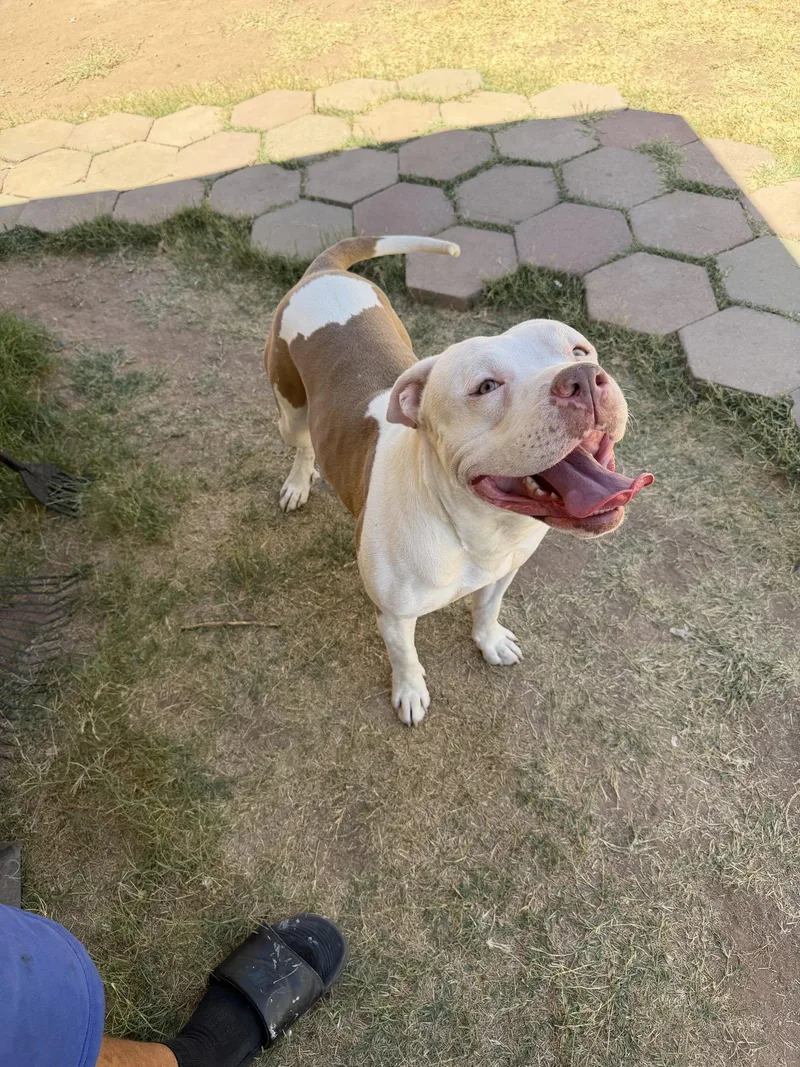 Chico