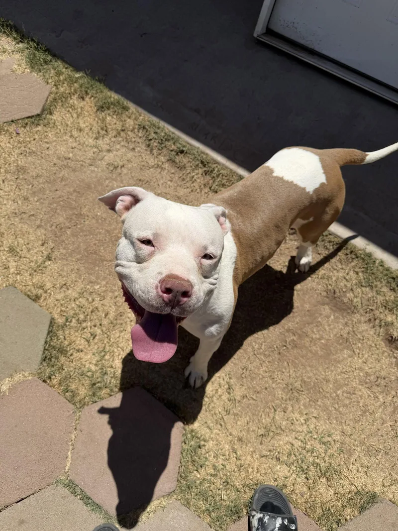 Chico thumbnail 2