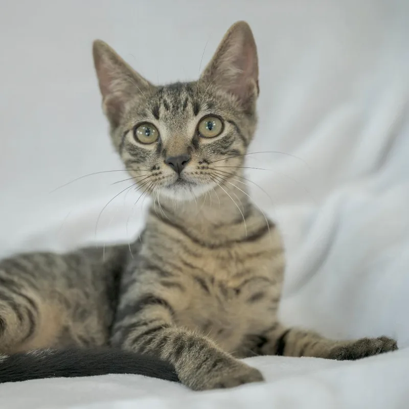 A baby small-sized male Brown / Chocolate Domestic Short Hair cat named Granola for adoption in Chapel Hill, NC