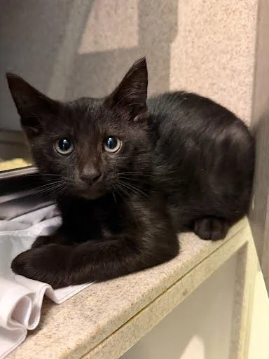 A baby small-sized male Domestic Short Hair cat named Soupy for adoption in Washington, DC