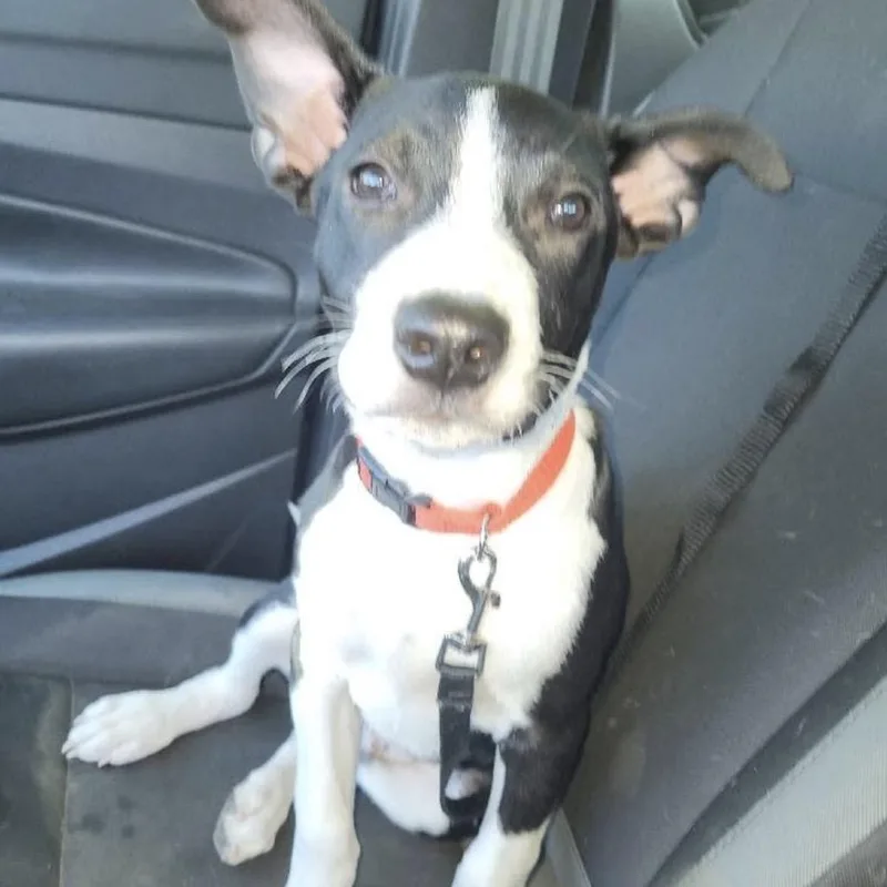 Dozer thumbnail 5