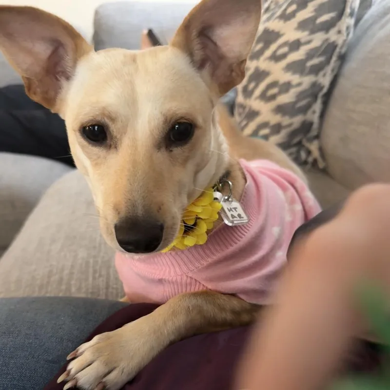 Miss Sasha thumbnail 3