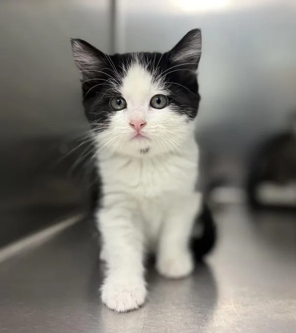 A baby small-sized female Domestic Medium Hair cat named Dorothy for adoption in Sioux City, IA