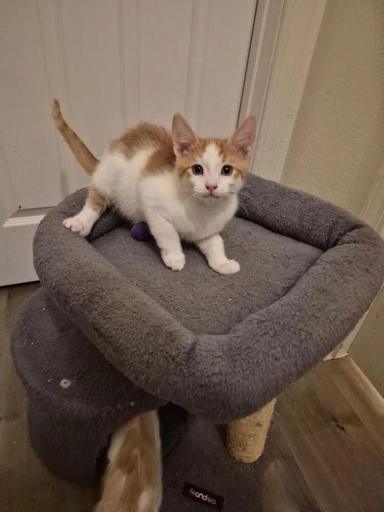 A baby small-sized male Orange & White Domestic Short Hair cat named Jack for adoption in Lancaster, CA