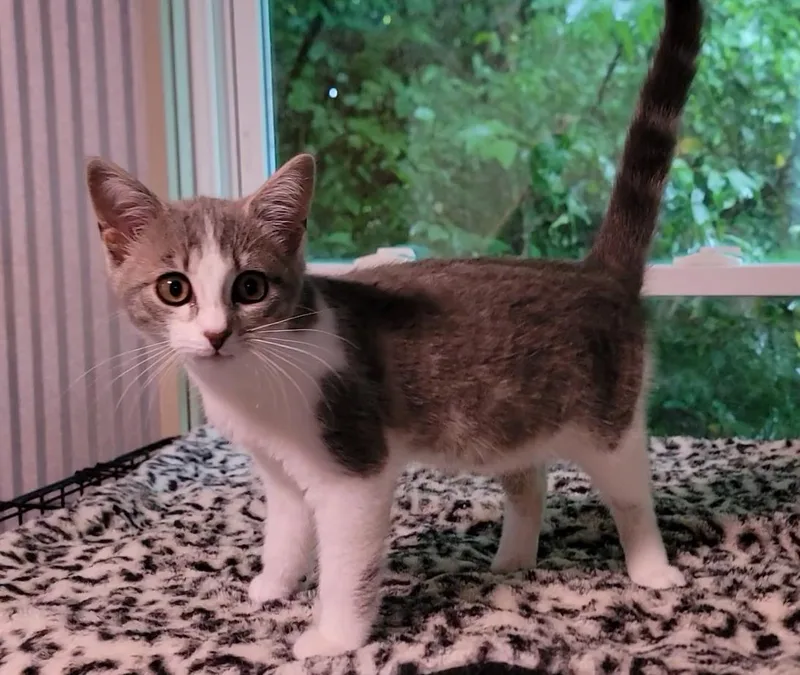 A baby medium-sized female Tabby (Gray / Blue / Silver) Domestic Short Hair cat named Primrose for adoption in Mount Sterling, KY